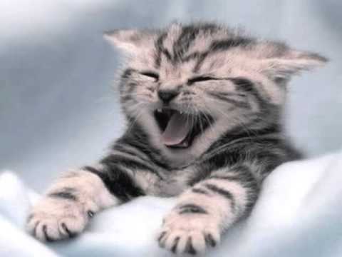 Simon Fisher Turner — Miaw