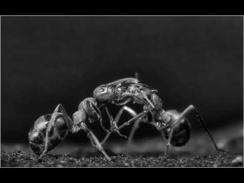 Graeme Revell — Graeme Revell - Phobia (an australien Theme)