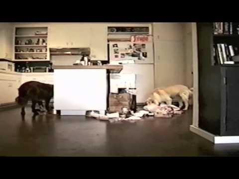 Joey Cape — Joey Cape - I Always Knew This Was Going To End Badly