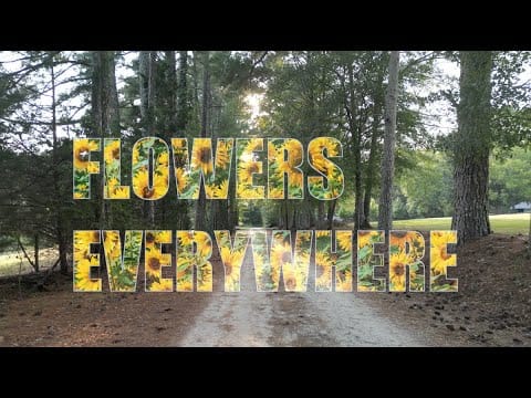 Pylon Reenactment Society — Pylon Reenactment Society - "Flowers Everywhere" (Official Video)