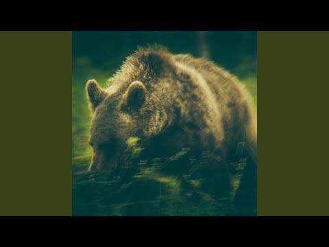 Warmth (5) — The Bear