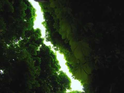 Coppice Halifax — Coppice Halifax - Mint Acre