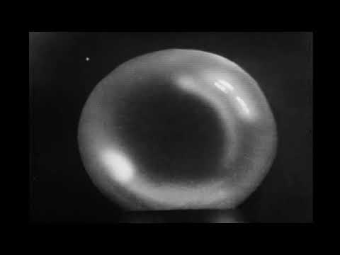 The Fortunes — THE FORTUNES Here It Comes Again 1965 TV