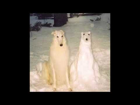 Wet Sock Society — wet sock society - you're always gone (girls/boys)