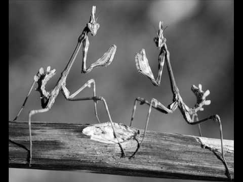 Graeme Revell — Graeme Revell - La Danse Des Ténèbres Dance Of Shadows