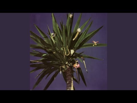 The Mountain Goats — Sinaloon Milk Snake Song
