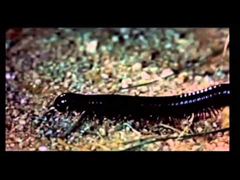 Maureen Scott — The Ugly Bug Ball - Summer Magic