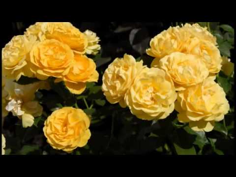 Paul Mauriat And His Orchestra — Paul Mauriat    Merci cherie wmv - M@R