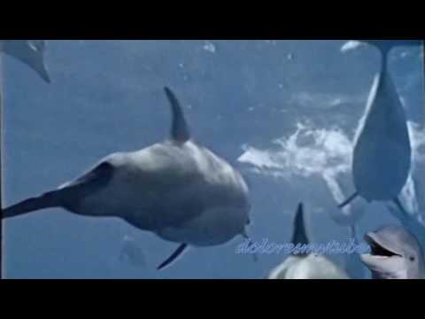Stephen Schlaks — Stephen Schlaks  - Blue Dolphin -