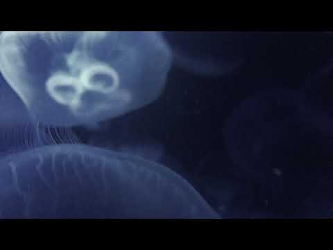 Stefan Goldmann — Stefan Goldmann – Apophenia