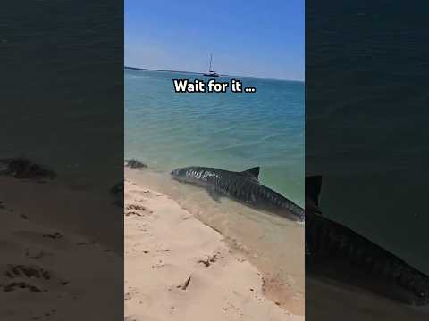 The Surf Break Band — Watch your toes!! 🦈🐅🤯A tiger shark was spotted ON the shore. Captured by Ruthy Roo #shark #nature