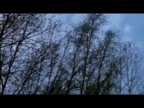 Alison's Halo — Alison's Halo - Dozen
