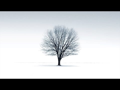 Survival (3) — Survival - Field Of Vision