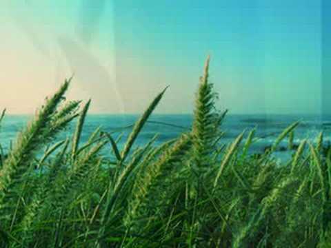 The Trade Winds — The Tradewinds-Catch Me in the Meadow 1966