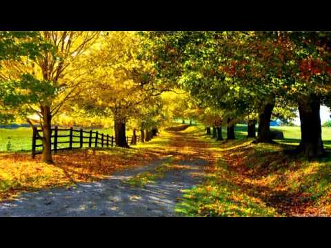 Sally Timms — Sally Timms - It Says Here