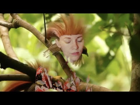 Meimuna — MEIMUNA - Les Oiseaux de Paradis