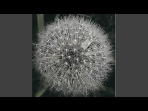 Levitation (2) — Sacred Lover