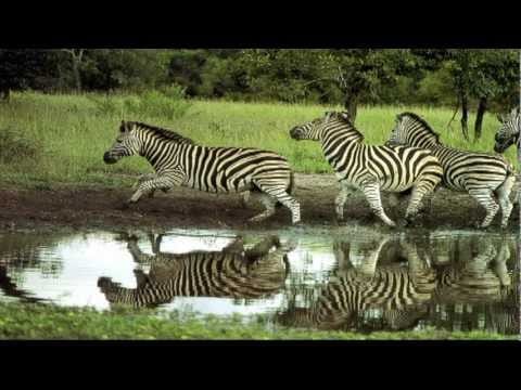 Paul Horn — Paul Horn - Africa