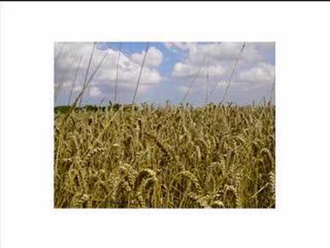 Seatrain — Book of Job  Seatrain Song of Job