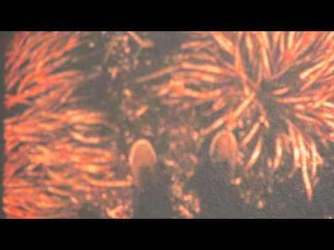 Fantasmes — Fantasmes - Play it wrong