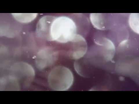 Tears Run Rings — Tears Run Rings - Belly Up