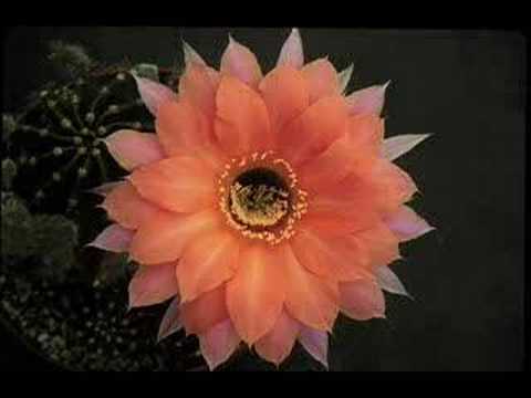Zoot Woman — Zoot Woman - Information First
