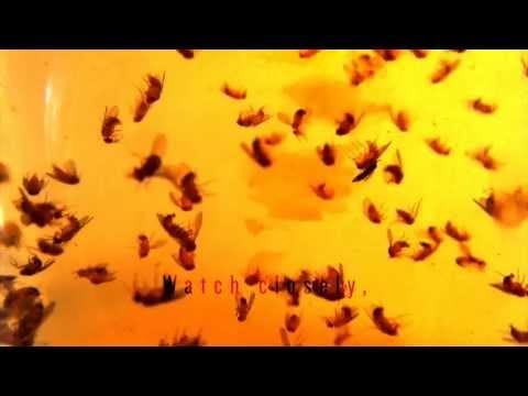 Hanging Garden (3) — HANGING GARDEN - I Was A Soldier (lyric video)