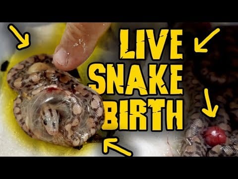 Big Fat Snake — IT'S ALIVE Which came first the snake or the egg?