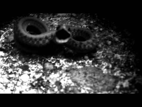 Birds Of Prey (8) — Birds of Prey - Black Vulture [Official Video]