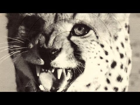 Deftones — cXz
