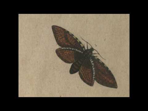 V.I.C.A.R.I. — V.i.c.a.r.i - Various Small Flames