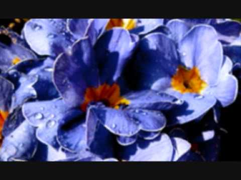 Count Basie — Count Basie Orchestra & Tony Bennett: Life Is A Song