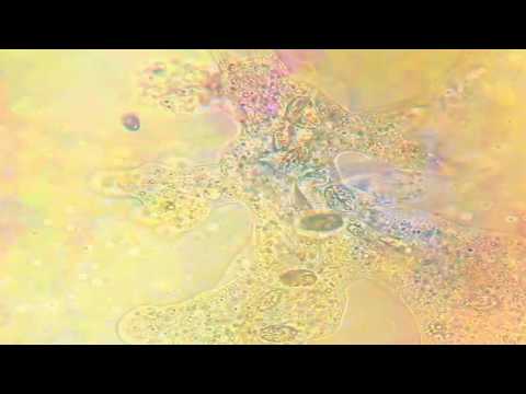 I Am The Cosmos — i am the cosmos - nothing but love