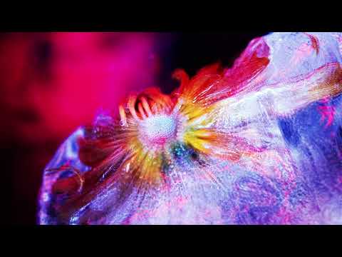 Tinlicker — Tinlicker - Revolution (Rival Consoles Remix) Visualizer