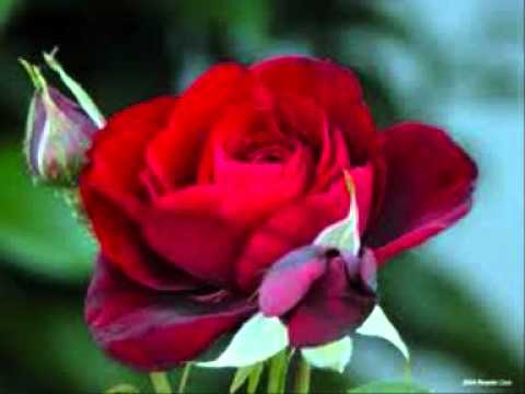 Fresa Salvaje — Fresa salvaje - Interrogación.wmv