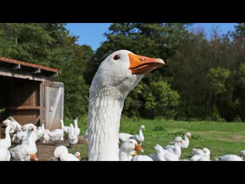 Klaus Renft Combo — Renft - Gänselieschen