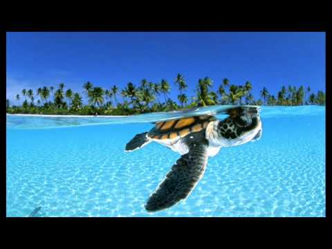 Cirque Du Soleil — Cirque Du Soleil - Mer Noire ( Tiesto Remix ) 2004