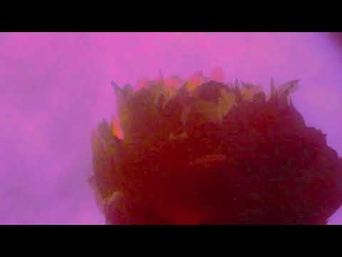 Zella Day — Zella Day - Last Time (Official Audio)