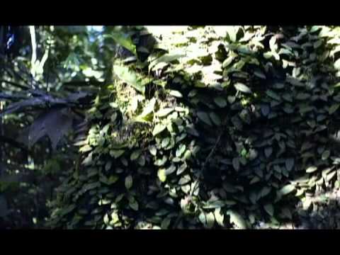 Paul Schütze — Paul Schutze - Green Evil