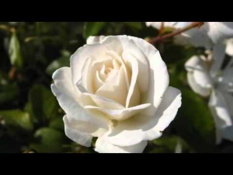 Renato Rascel — Renato Rascel      -   " Vecchia Serenata "