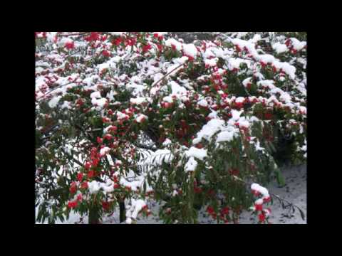 Cat Mother And The All-Night Newsboys — Bramble Bush - Cat Mother & The All Night Newsboys