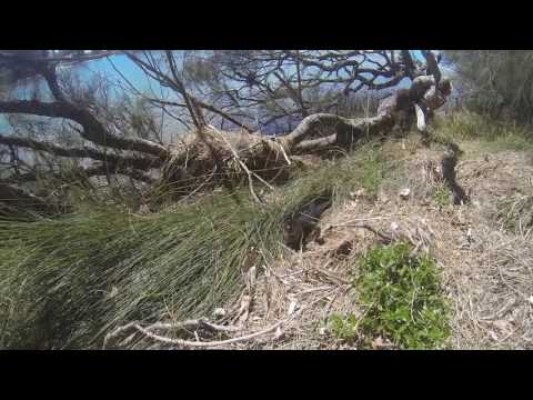 Big Fat Snake — Triple Black Snake