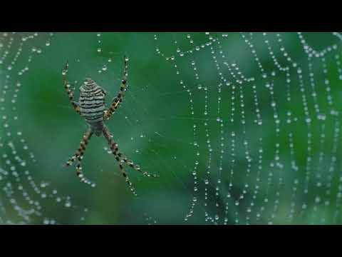 Matthew Champion — Matt Champion - Steel (feat. Dora Jar)