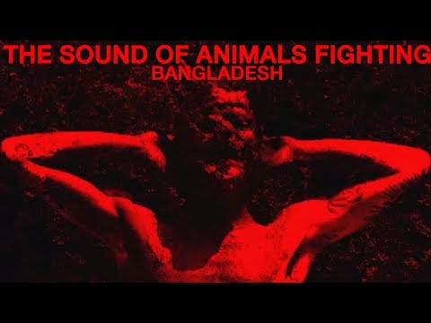 The Sound of Animals Fighting — The Sound of Animals Fighting - Bangladesh (Official Music Video)
