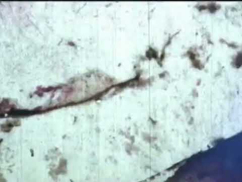 Bastard Noise — Bastard Noise - Mandatory Human Exit
