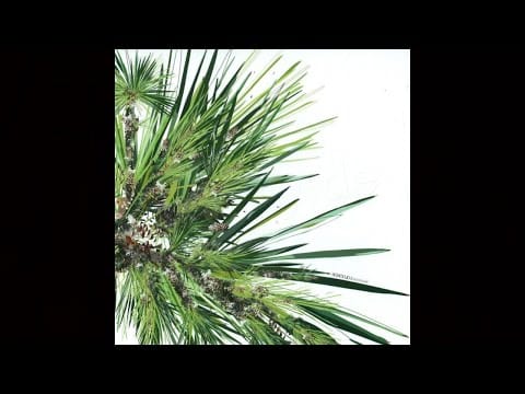 Digitaline — Digitaline - Honolulu (Luciano's Liliuokalani Remix) [Cadenza 19]