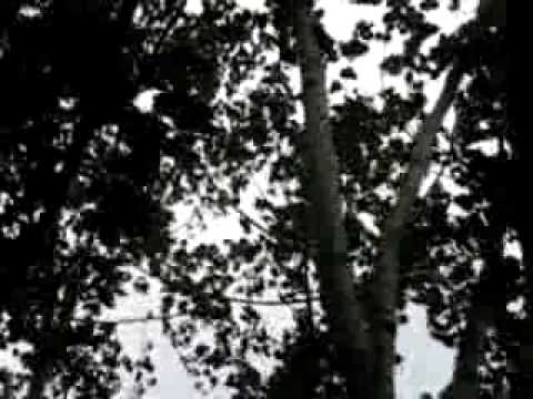 Diary Of Dreams — DIARY of DREAMS - But the Wind was stronger