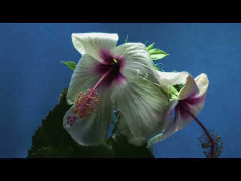 The WAEVE — Song For Eliza May (Official Visualiser)