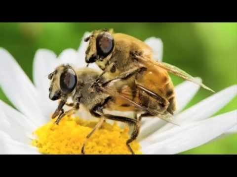 Reaky — Reaky - Orgia De Primavera (Original Mix - Full 9 Minute)