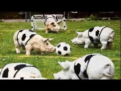 Sutherland Brothers — Sutherland Brothers And Quiver - Fun Of The Farm (1977)